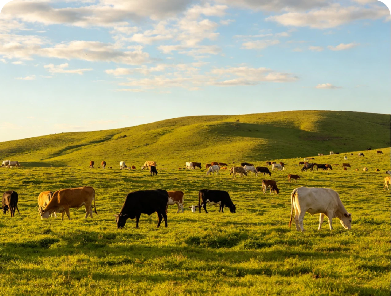 Cattle grazing in an open pasture