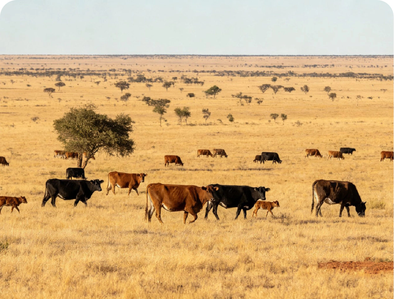 Livestock GPS Ear Tags vs. Tracking Collars: How to Choose for Your Project
