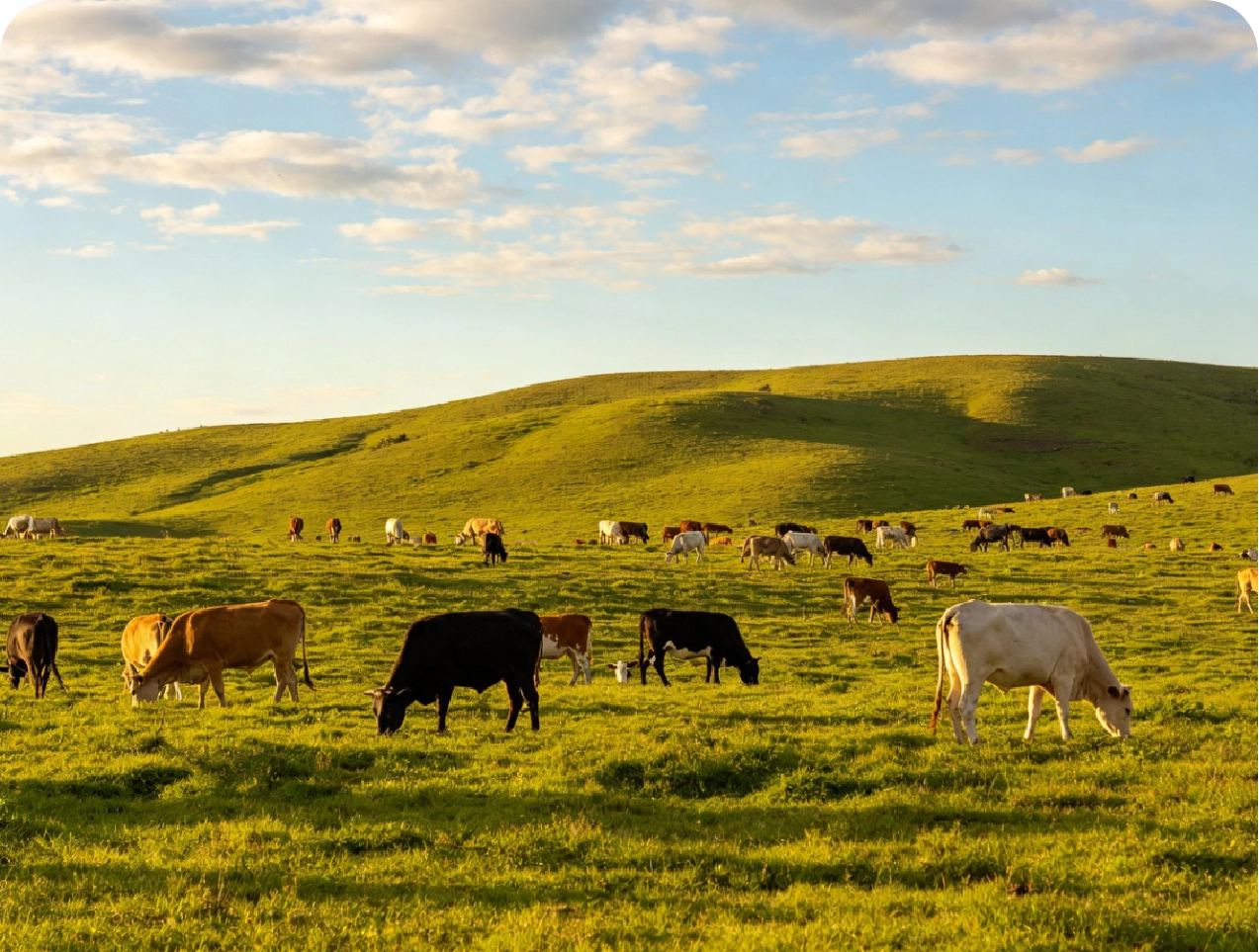 Pasture finishing